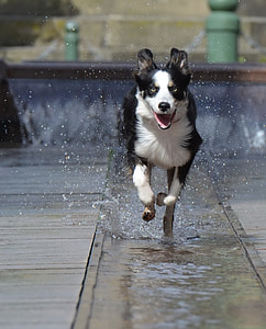 Border Collie running on the body of water thumbnail