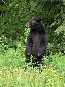 black grizzly bear standing in grass field thumbnail