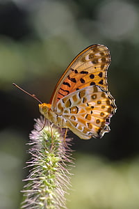 brown and black butterfly perched on green plant at daytime thumbnail