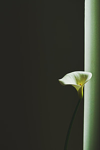 white petaled flower thumbnail