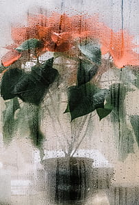 red poinsettias thumbnail
