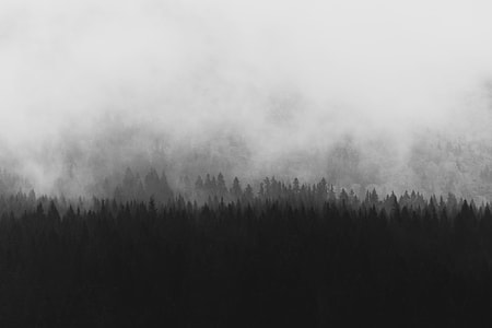 silhouette of forest thumbnail