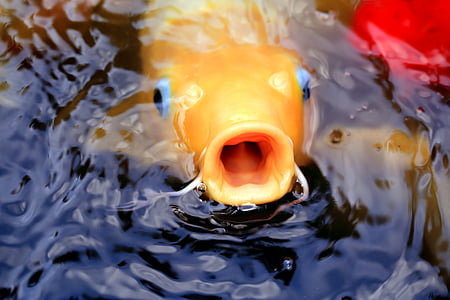 yellow fish underwater thumbnail