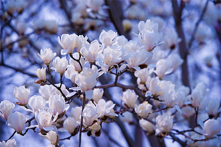 white flowers thumbnail