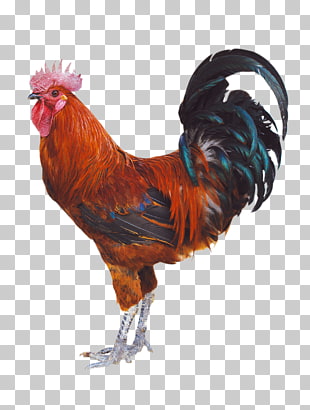 Chicken Duck Rooster Poultry, Chicken, red and black rooster PNG clipart