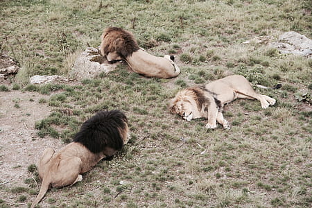 three lions lying on grass thumbnail