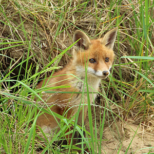coyote in the middle of grass field during daytime thumbnail