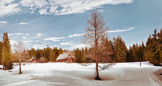 bare tree on snow filled area thumbnail