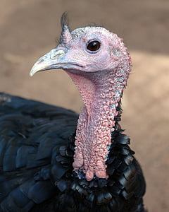 black and pink turkey photography during daytime thumbnail