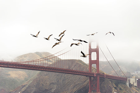 Golden Gate Bridge, California with bird under grey cloudy skies thumbnail