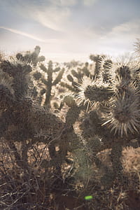 tilt shift photography of cacti thumbnail