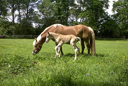 two brown horses on grass field thumbnail