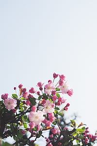 low angle photography of pink cherry blossom flower thumbnail
