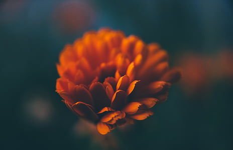 closeup photography of orange calendula flower thumbnail