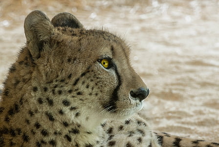 black and brown cheetah photography thumbnail
