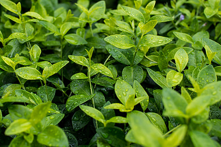 green leafed plants thumbnail