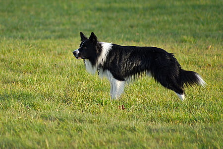 adult black and white border collie on green grass thumbnail