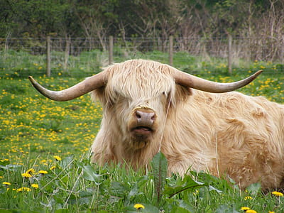 beige yak on grass field thumbnail
