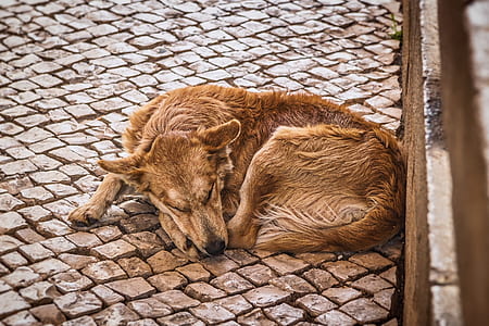 brown dog lying on pavement floor at daytime thumbnail