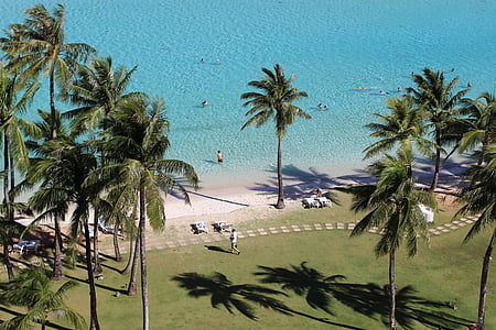 green coconut trees by the beach thumbnail