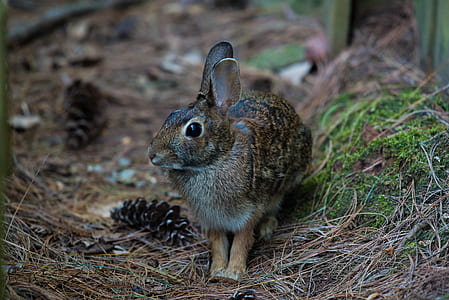 brown rabbit beside fence thumbnail