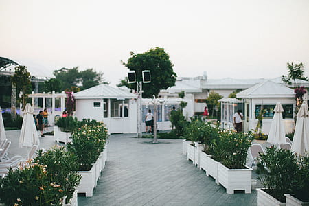 Green Leafed Plants on White Flower Pots Near Gazebos thumbnail
