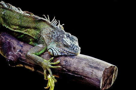 green and gray gecko perched on tree branch thumbnail