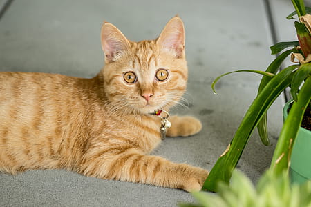 Orange Tabby Cat on Gray Pavement thumbnail