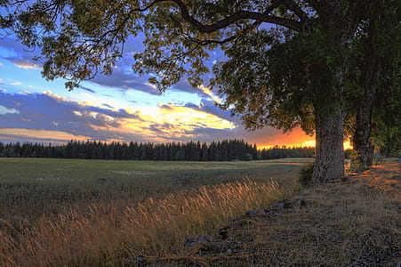 Landscape Photograph of Grass Field thumbnail