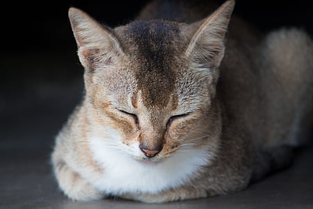 Close-Up Photo of Brown Tabby Cat thumbnail