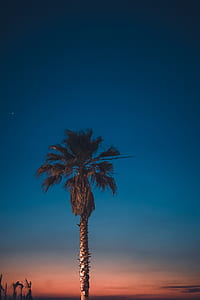 palm tree photograph thumbnail