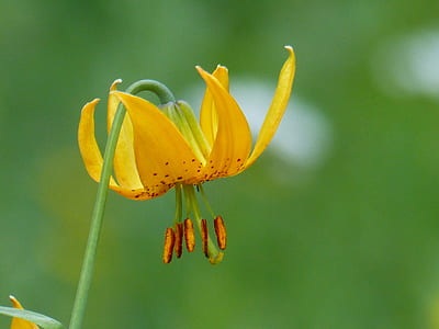 yellow lily close up photo thumbnail