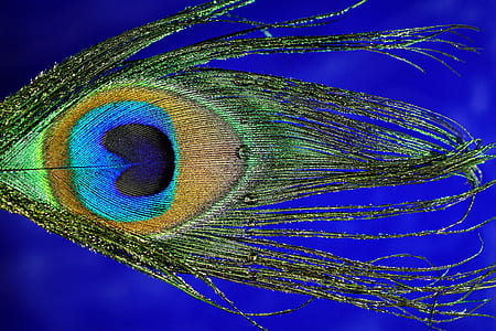 photography of peacock feather thumbnail