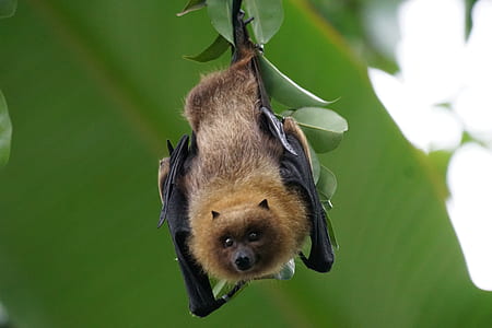 brown and black bat on green leaves thumbnail