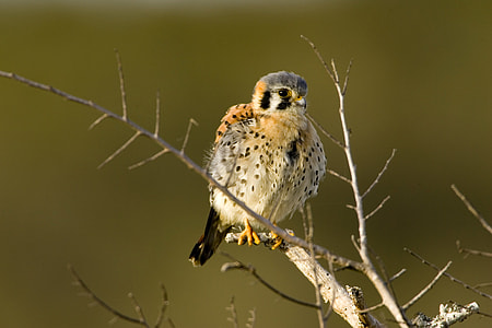 Young American kestrel on a branch - Falco sparverius thumbnail