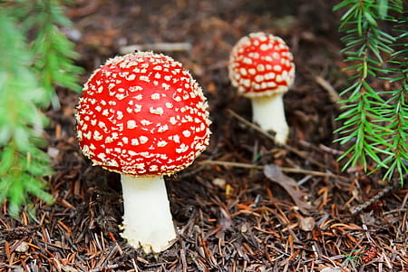 two red mushrooms in shallow focus photography thumbnail