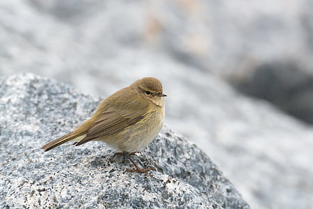 selective focus photography of gray bird thumbnail