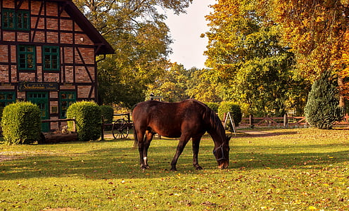 brown horse thumbnail