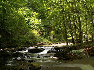green leafed trees near river thumbnail