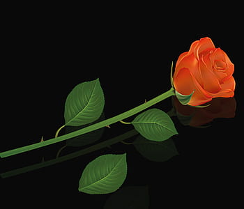 orange rose on black background thumbnail
