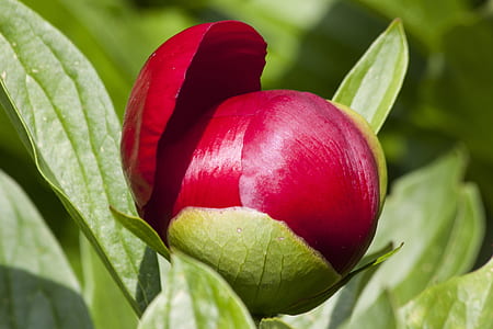 red rose about to blossom thumbnail