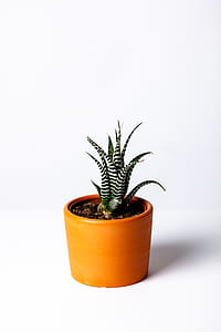 Photo of a Succulent Plant in a Brown Pot thumbnail