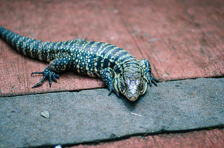 brown and black lizard on brown surface thumbnail