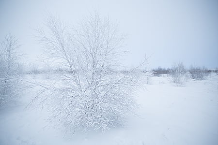 leafless sapling covered by snow thumbnail