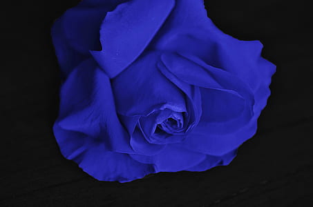 close up photography of blue petaled flower thumbnail