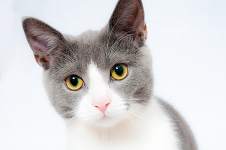 white and gray short-coated cat thumbnail