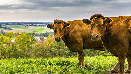 two brown cattle looking to the left thumbnail