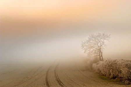 landscape photography of road near tree thumbnail