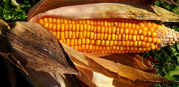 corn cob with dried leaves thumbnail