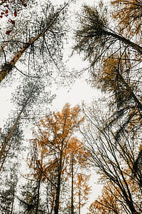 Autumn walk to the forest in foggy weather thumbnail